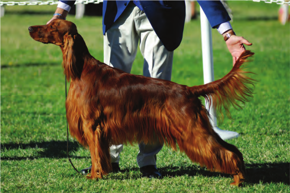 Photo of Irish Setter at Dog Show